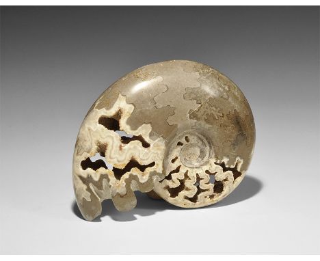 Bacocian stage of the Jurassic Period, 168-172 million years BP. A large polished chambered ammonite Oolite sloenbachia sp. f