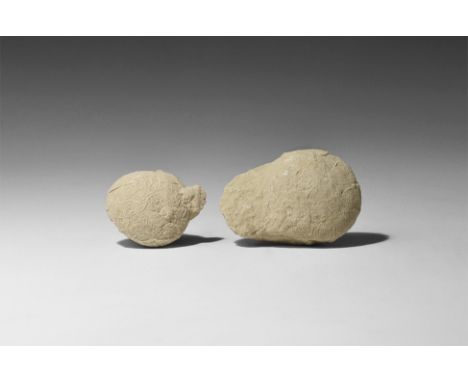 Oligocene Period, 33.9-23 million years BP. A pair of fossil eggs of the turtle Stylemus nebrascaensis from the White River F