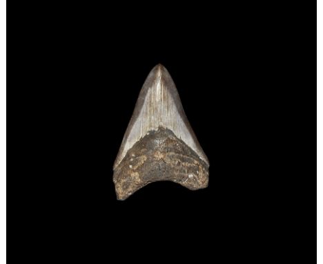 Miocene Period, 23-5 million years BP. A large Megalodon tooth with small serration on the edges and vertical striation on th
