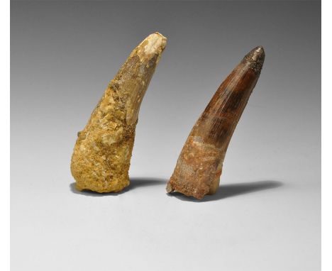 Cretaceous Period (late Aptian), 113-125 million years BP. Substantial Spinosaurus maroccanus, dinosaur teeth; from the Tegan