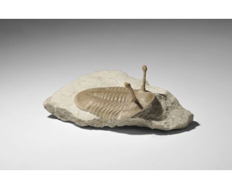 Middle Ordovician Period, 470 million years BP. A fossil trilobite Asaphus kovalewski in matrix from the Asery level of the V