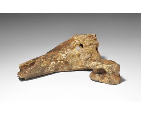 Pleistocene Period, 1.5 million-7,700 years BP. A toe bone and leg bone of the bison priscus from forest beds at Pakefield, S