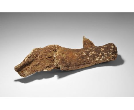 Late Pleistocene Period, 1.5 million-7,700 years BP. An antler section from a Giant Deer, Megaloceros giganteus, from forest 