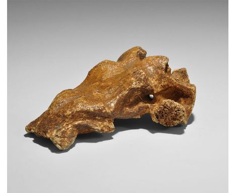 Late Pleistocene Period, 1.5 million-7,700 years BP. The upper part of the skull of a Giant Deer Megaloceros giganteus from f