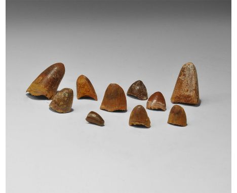 Upper Cretaceous Period, 100-65 million years BP. A mixed group of Sarcosuchus sp. teeth; from the Upper Cretaceous (early Ce