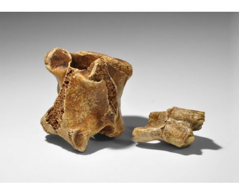 Pleistocene Period, 2.8 million-11,700 years BP. A pair of molar teeth of the bison Priscus, from forest beds at Pakefield, S