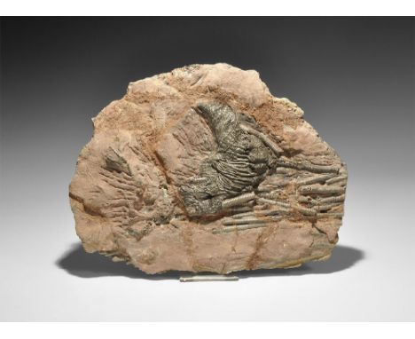 Silurian/Devonian Period, 443-358 million years BP. A fossil Scyphocrinus elegans crinoid in matrix from Erfoud, Morocco. 1.9