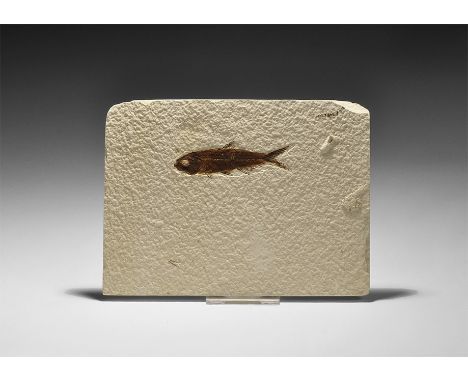 Eocene Period, 58-36 million years BP. A fossil Knightia alta fish in matrix from Wyoming (Green River Formation), USA. 216 g
