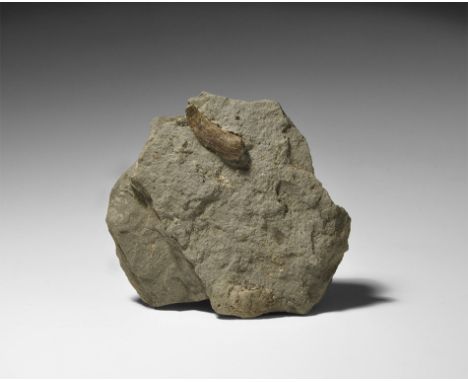 Jurassic Period, 199-145 million years BP. An Ichthyosaur tooth Platyodon sp. from Lyme Regis, Dorset, England. 43 grams, 63m