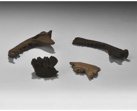 Pleistocene Period, 2.8 million-11,700 years BP. A mixed group of four mammal mandibles from the pleistocene of Levy Co., Flo