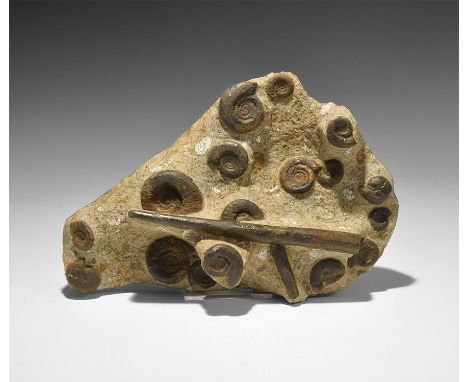 Devonian Period, 417-354 million years BP. A display matrix with fourteen complete ammonites Clymenia sp. and three partials,