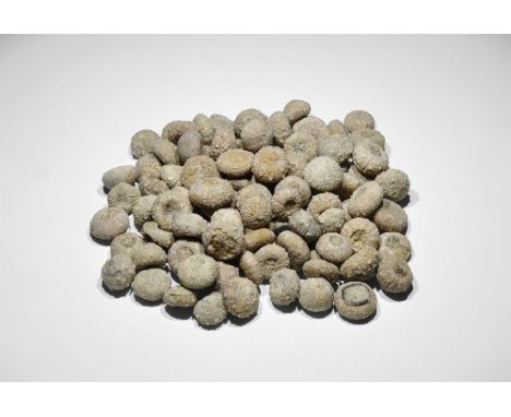 Creataceous Period, 145-65 million years BP. A group of one hundred fossil sea urchins. 67 grams, 7-10mm (1/4"). From a histo