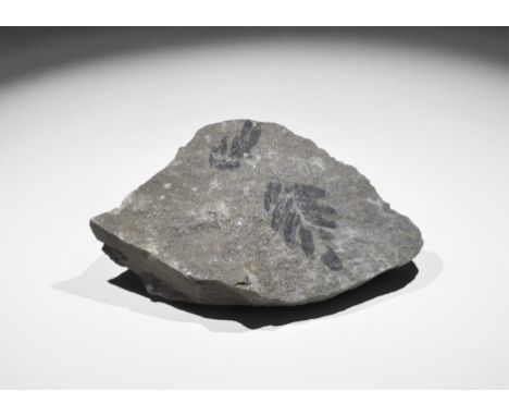 Carboniferous Period, 300 million years BP. A fossil Carboniferous tree fern in old white card tray. 246 grams, 13.0cm (5"). 