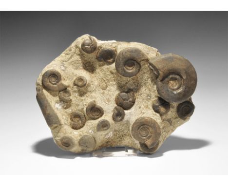 Devonian Period, 417-354 million years BP. A display matrix with seventeen Clymenia ammonite specimens and a partial orthocer