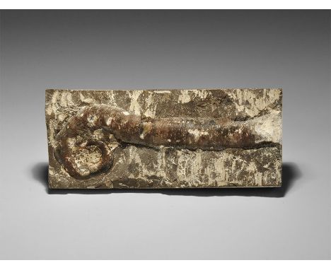 Middle Ordovician Period, 488-443 million years BP. A fossil Licuites Iii ammonite in matrix from Guizhou, China. 158 grams, 