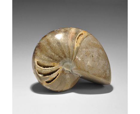 Bacocian period, 168-172 million years BP. A large polished fossil phylloceras nautilus from Arbala, Middle Atlas Mountains, 