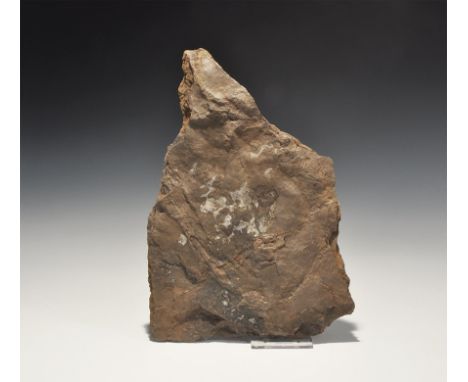 Early Jurassic Period, 199-175 million years BP. A group of three Theropod footprints in matrix from the Portland Formation, 