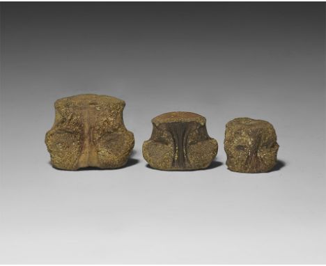 Upper Cretaceous Period, 100.5-66 million years BP. A group of three Champsosaurus dinosaur tail vertebrae from the Hell Cree