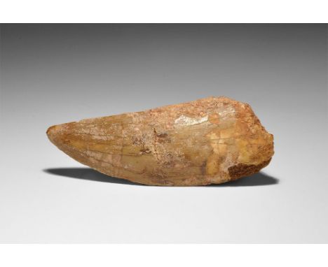 Cretaceous Period, 145-65 million years BP. A substantial tooth of a Carcharodontosaurus saharicus dinosaur from the Tegana f