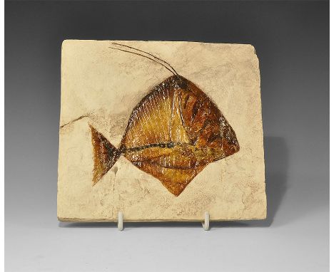 20th century AD. A museum-quality plaster reproduction of a moonfish Mene rhombea from the Middle Eocene (45 million years BP