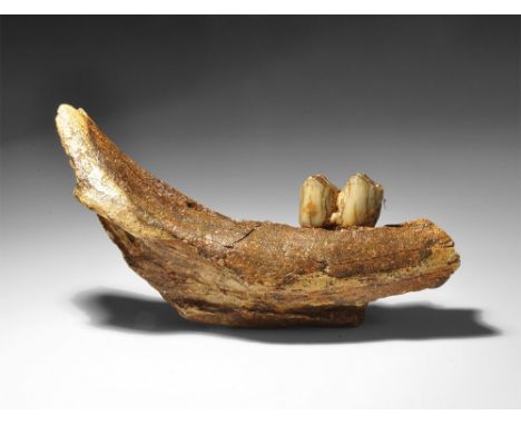 Late Pleistocene Period, 1.5 million-7,700 years BP. A section of a mandible of the Giant Deer, Megaloceros giganteus, from f