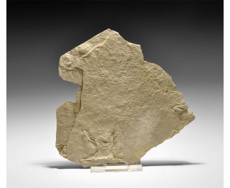 Eocene Period, 58-36 million years BP. A fossil bird footprint in matrix from the Douglas Pass, Colorado, USA. 51 grams, 12cm