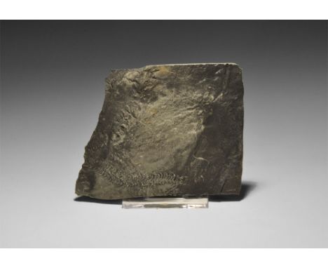Lower Pennsylvanian Period, 325-313 million years BP. Two detailed trilobite tracks on a matrix from Washington County, Arkan