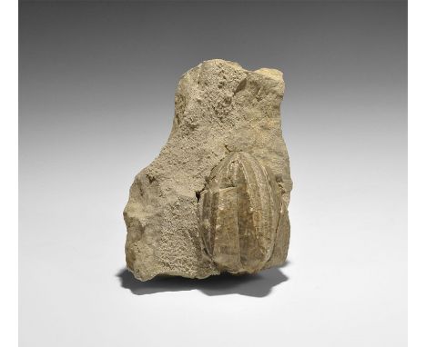 Mississippian Period, 360-325 million years BP. A fossil of the species Pentremites robustus in matrix from the Alderson Rock