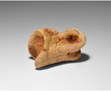 Cretaceous Period, 145-65 million years BP. A fossil toe bone from the Spinosaurus maroccanus dinosaur, from the Tegana Forma