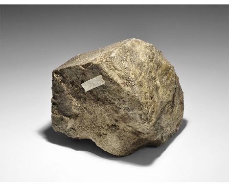 Jurassic Period, 199-145 million years BP. A fossil leg bone from a Camarasaurus, partly cut to show the blood vessels, from 
