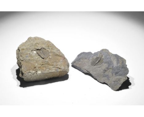 Middle Ordovician Period, 400 million years BP. A group of two specimens of the trilobite Ogygiocarella debuchi with Gregory,