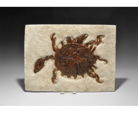 Eocene Period, 58-36 million years BP. A museum-quality reproduction of a green river turtle trionyx displaying predatory bit