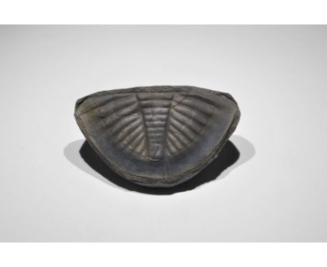 Ordovician Period, 485-443 million years BP. The tail and one leg from the thorax of an unidentified trilobite preserved in f