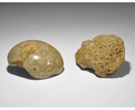 Devonian Period, 416-359 million years BP. A large fossil coral colony specimen pair, polished on one side to reveal the deta