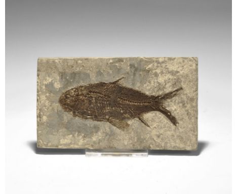 Pliocene Period, 4.5 million years BP. A fossil Jianghanghichthys hubiensis fish in matrix from Yichang, Hubei Provence, Chin