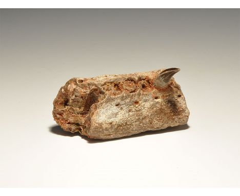 Cretaceous Period, 145-65 million years BP. A section of a jaw of a crocodile from the Kem Kem beds of Morocco, with one comp