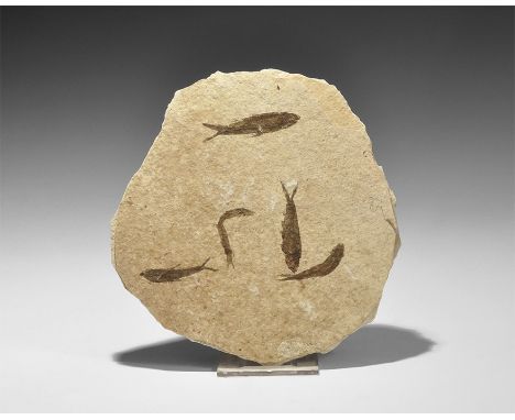 Eocene Period, 58-36 million years BP. A matrix with multiple specimens of Knightia alta from the Green River Formation, Wyom