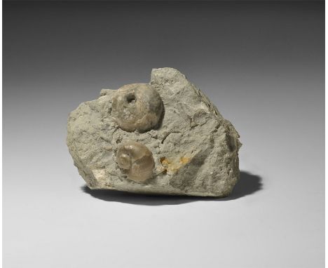 Mississippian Period, 360-325 million years BP. A matrix with Hypselocrinus hoveyi gastropod and cystoid, from the Muldraugh 