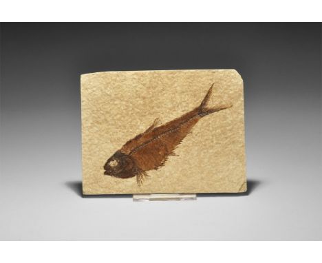 Eocene Period, 58-36 million years BP. A fossil Diplomystus dentatus fish from Wyoming (Green River Formation), USA. 108 gram
