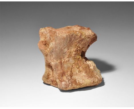 Cretaceous Period, 145-65 million years BP. A fossil vertebra of a Rebbachisaurus dinosaur, from the Kem Kem beds of Morocco.