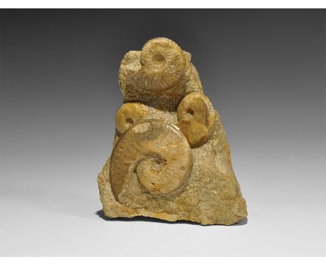 Jurassic Period, 199-145 million years BP. A display matrix with several Graphoceras concavum ammonites from the Bajocian, In
