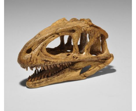 20th century AD. A museum-quality 1/9th scale composition reproduction of a Sinraptor skull from North West China; Jurassic p