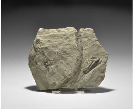 Mississippian Period, 360-325 million years BP. A fossil crinoid Hypselocrinus hoveyi, from the Muldraugh Rock Formation, Cra
