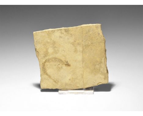 Permian Period, 280 million years BP. A fossil Branchiosaur amphibian in matrix from Pfalz, Germany. 90 grams, 81mm (3 1/4").