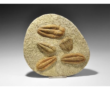 Middle Ordovician Period, 488-443 million years BP. A matrix with five complete Platypectoides sp. fossil trilobites from Dad