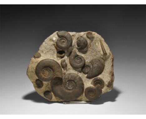 Devonian Period, 417-354 million years BP. A display matrix with fifteen complete Clymenia ammonite specimens and one partial