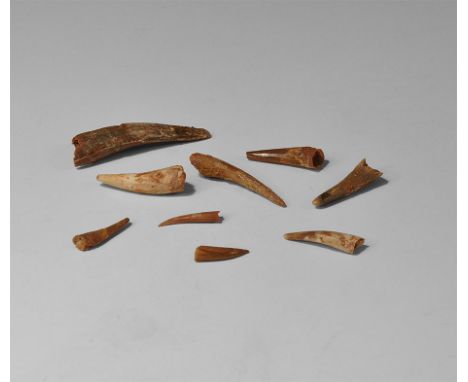 Cretaceous Period, 145-65 million years BP. A selection of teeth of the pterosaur Siroccopteryx moroccensis, from south of Ta