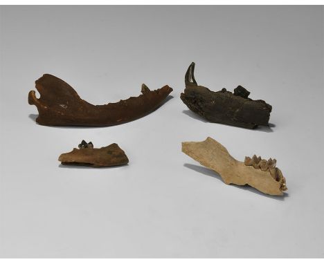 Pleistocene Period, 2.8 million-11,700 years BP. A mixed group of four mammal mandibles and a leg bone from the Pleistocene o