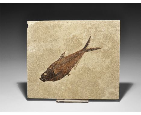 Eocene Period, 58-36 million years BP. A fossil Diplomystus dentatus fish in matrix from Wyoming (Green River Formation), USA