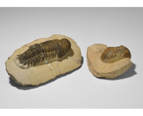 Devonian Period, 417-354 million years BP. A pair of fossil trilobites paralejurus dormizzeri, and crotalocephalina gibba in 